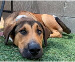 Small #5 Anatolian Shepherd Mix