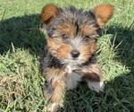 Puppy 3 Yorkie Russell