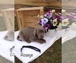 Small Photo #9 Labrador Retriever Puppy For Sale in POLK, OH, USA