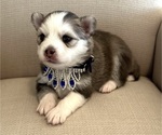 Small Photo #7 Pomsky Puppy For Sale in CAVE CREEK, AZ, USA