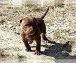 Puppy 1 American Pit Bull Terrier