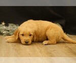 Small #1 Golden Retriever