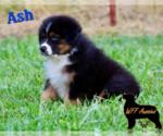 Puppy Ash Australian Shepherd