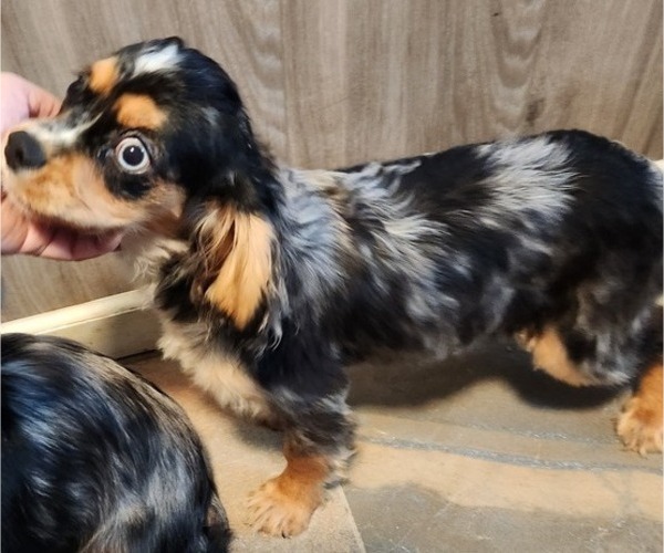 Medium Photo #19 Cavalier King Charles Spaniel Puppy For Sale in BOONVILLE, NY, USA