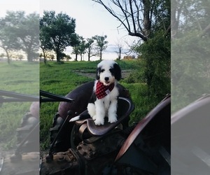 Sheepadoodle Puppy for sale in KILLDEER, ND, USA