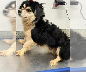 Border Terrier Dogs for adoption in Houston, TX, USA