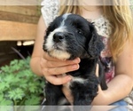 Small Photo #5 Aussiedoodle Miniature  Puppy For Sale in GUTHRIE, OK, USA