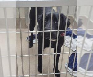 Labrador Retriever Dogs for adoption in Decatur, IL, USA