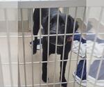 Small Labrador Retriever