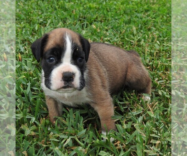 Medium Photo #1 Boxer Puppy For Sale in MANHEIM, PA, USA
