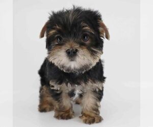 Yorkshire Terrier Puppy for sale in LOS ANGELES, CA, USA