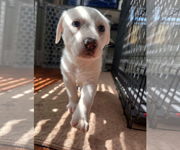 Medium Photo #12 Great Pyrenees-Unknown Mix Puppy For Sale in Houston, TX, USA