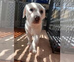 Small #11 Great Pyrenees Mix