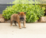 Puppy Trevor Shiba Inu