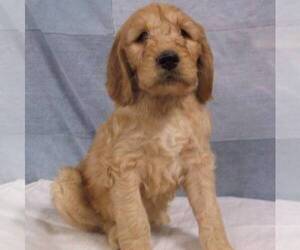 Goldendoodle Puppy for sale in THORP, WI, USA
