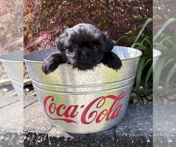 Medium Photo #3 Shih Tzu Puppy For Sale in MIDDLEBURY, IN, USA