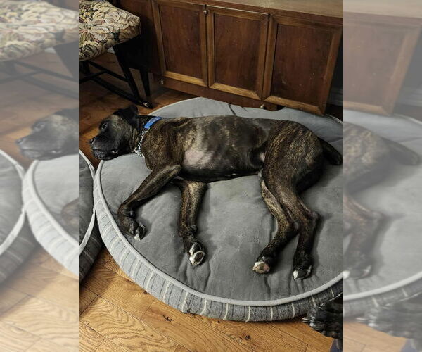 Medium Photo #4 Boxer Puppy For Sale in Brights Grove, Ontario, Canada