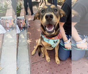 Zuko - Male Mutt Dog for Adoption - Photo #2