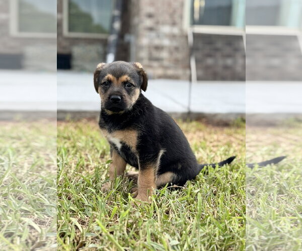 Medium Photo #2 Mutt Puppy For Sale in Rosenberg, TX, USA