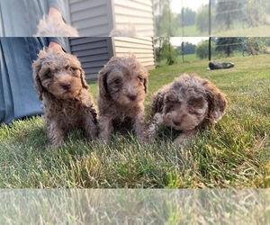 Poodle (Miniature) Puppy for sale in QUINCY, MI, USA