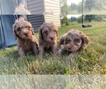 Small Photo #1 Poodle (Miniature) Puppy For Sale in QUINCY, MI, USA