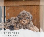 Small #3 Poodle (Miniature)