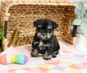 Schnauzer (Miniature) Puppy for sale in SYRACUSE, IN, USA