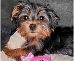 Puppy Truffles Yorkshire Terrier