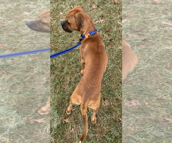 Medium Photo #12 Boxer Puppy For Sale in Burnsville, MN, USA