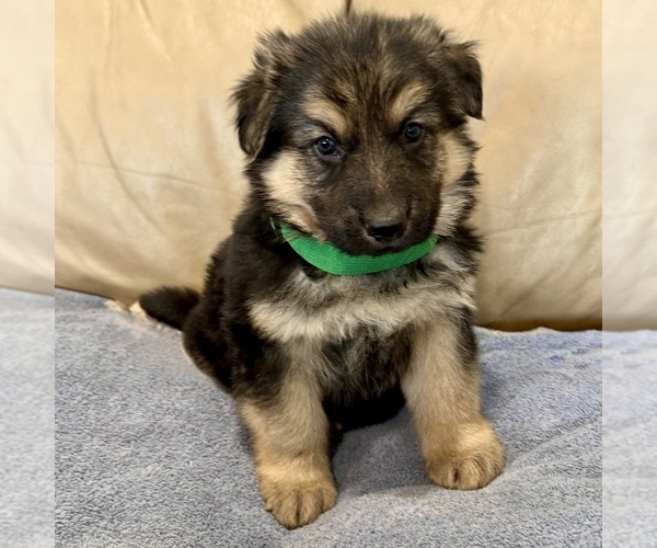 Medium Photo #20 German Shepherd Dog Puppy For Sale in BRIGHTON, CO, USA