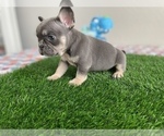 Puppy 4 French Bulldog