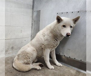 Siberian Husky-Unknown Mix Dogs for adoption in San Bernardino, CA, USA