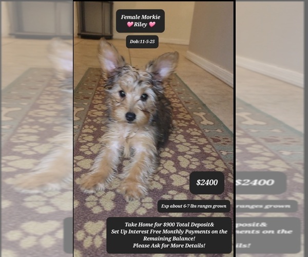 Medium Photo #1 Morkie Puppy For Sale in TUCSON, AZ, USA