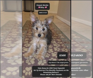 Morkie Puppy for sale in TUCSON, AZ, USA