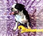 Small Photo #3 Pug Puppy For Sale in Abilene, KS, USA