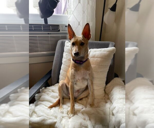 Medium Photo #3 Chihuahua-Unknown Mix Puppy For Sale in Lake elsinore, CA, USA