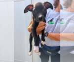 Small #1 Boxer Mix