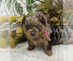 Small Photo #41 Shorkie Tzu Puppy For Sale in SELLERSBURG, IN, USA