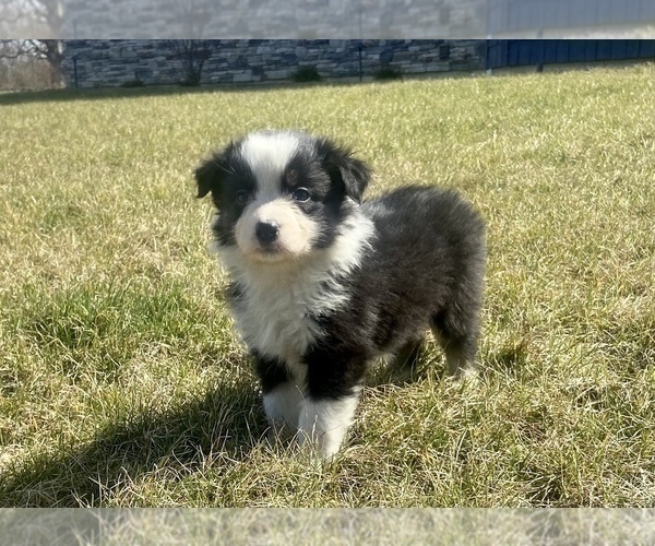 Medium Photo #6 Australian Shepherd Puppy For Sale in LODA, IL, USA
