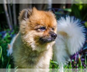 Father of the Pomeranian puppies born on 02/05/2019