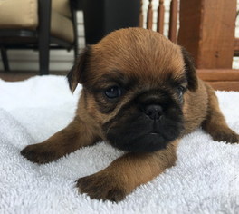 Brussels Griffon Puppy for sale in DAYTON, OH, USA