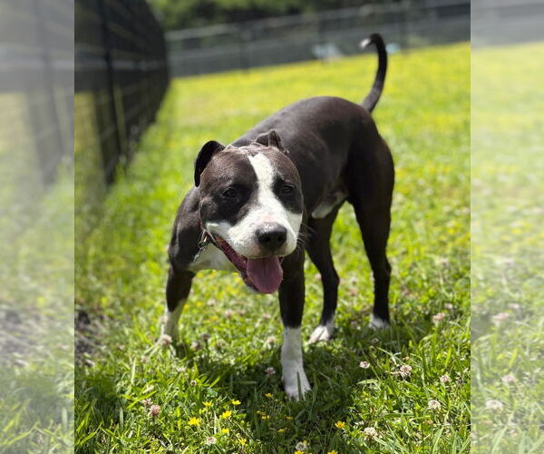 Medium Photo #3 American Pit Bull Terrier Puppy For Sale in Virginia Beach, VA, USA