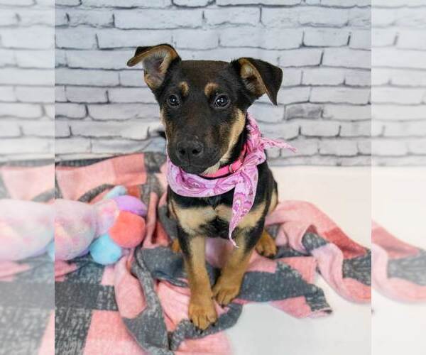 Medium Photo #2 Mutt Puppy For Sale in Kennesaw, GA, USA