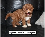 Small #3 Cavapoo