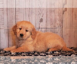 Golden Retriever Puppy for sale in APPLE CREEK, OH, USA