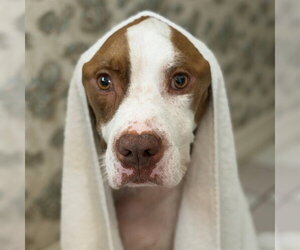 POPPA - Male Mutt Dog for Adoption - Photo #3