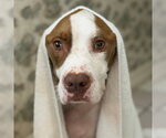 Small Photo #3 Mutt Puppy For Sale in Alameda, CA, USA