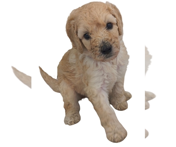 Medium Photo #1 Poodle (Standard) Puppy For Sale in WINCHESTER, TN, USA