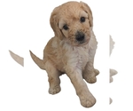 Small Poodle (Standard)