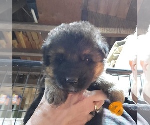 German Shepherd Dog Puppy for sale in CHETEK, WI, USA